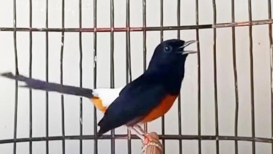 Daftar Gacor Aman: Tips Menjaga Burung Agar Tetap Berisik
