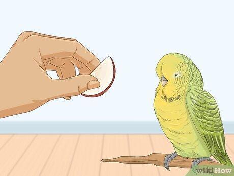 Daftar Gacor Aman: Tips Menjaga Burung Agar Tetap Berisik